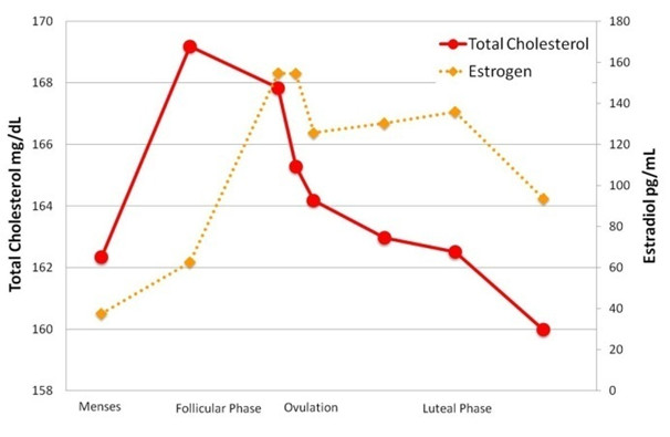 Image of graph comparing estrogen levels and total cholesterol 
levels to the phases of the menstrual cycle.