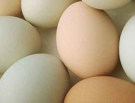 Uova e degenerazione maculare: buone notizie