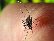 Study explains how mosquitoes can bite us (2022-07-14)