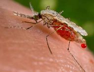 Malaria: -91% di casi con l'associazione di 2 vaccini sperimentali