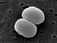 Lo Staphylococcus epidermidis è diventato resistente a tutti gli antibiotici
