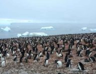 I pinguini rilasciano nell'aria gas esilarante  (21/07/2020)